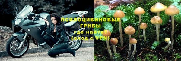прущие грибы Абаза